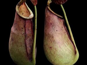 Spesies Baru Kantong Semar Ditemukan di Kalbar, Punya Taring Kecil