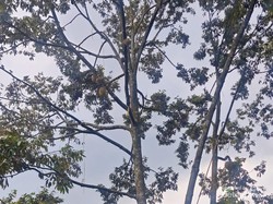 Serunya Berburu Durian yang Lagi Musim di Salatiga