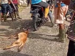 4 Orang di Enrekang Digigit Anjing Liar, 1 Siswa SD Luka di Kepala