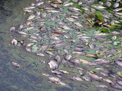 Angin Kencang Picu Kematian Massal Ikan Karamba di Danau Maninjau