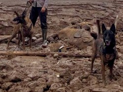 Anjing Pelacak Dikerahkan Cari Korban Tertimbun Longsor Cisarua