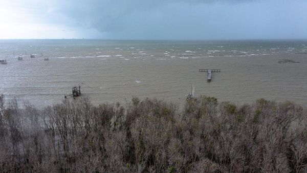 Jaga Mangrove, Program Karbon Biru Nasional Menyasar Pesisir Jateng