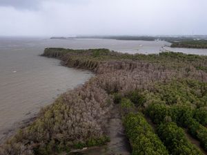 Potensi Serapan Karbon Biru RI Capai 10 Juta Ton per Tahun