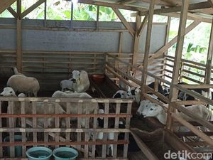 Harga Kambing di Pangandaran Anjlok, Peternak Mengeluh Rugi Biaya Pakan