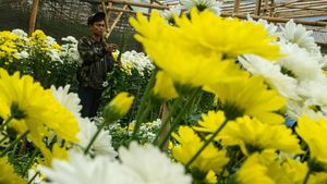 Musim Panen Bunga Aster, Petani Bandung Barat Raup Cuan