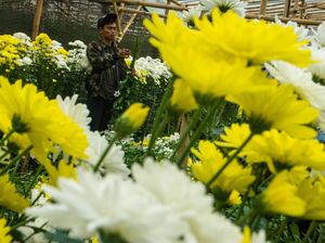 Musim Panen Bunga Aster, Petani Bandung Barat Raup Cuan