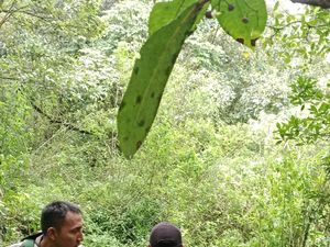 Tim Pencari Pendaki Mongkrang Telusuri Sumber Bau Misterius di Pos 3
