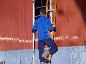 Petugas Damkar Barru Jatuh-Disengat Tawon Vespa Saat Evakuasi Sarang