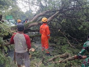 Pohon Tumbang Timpa Guru-Mahasiswa di Palopo, 3 Orang Dilarikan ke RS