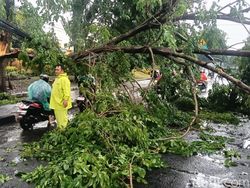Pohon Tumbang Tutup Jalan Raya Bligo Candi Sidoarjo