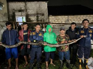 Horor Sanca Bersarang di Balik Tembok hingga 2 Tahun di Bogor