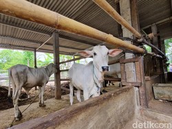 6 Sapi Mati Terpapar PMK di Gunungkidul