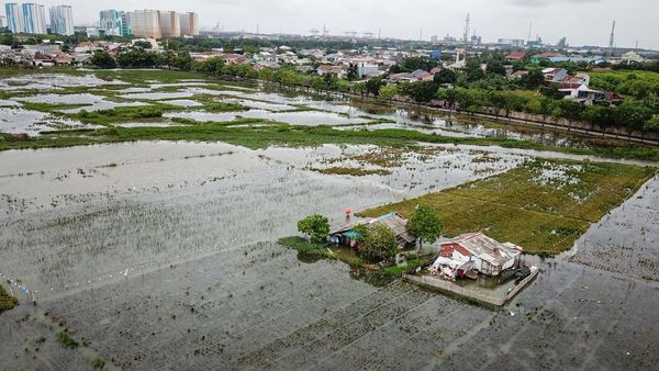Sawah Tergenang Saat Musim Panen, Petani Rorotan Merugi