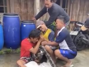 Sederet Fakta Piton 4 Meter Gigit Kepala Pria Kendal