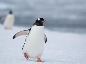 Viral! Penguin Menyendiri Keluar dari Kawanannya, Ini Fakta Ilmiahnya