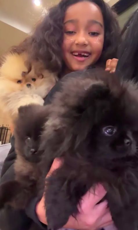 Chicago West dan anjing peliharaan