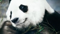 Momen 3 Panda Raksasa Rayakan Ultah Bareng di Shanghai dengan Kue yang Unik