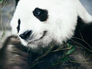 Momen 3 Panda Raksasa Rayakan Ultah Bareng di Shanghai dengan Kue yang Unik