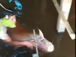 Fenomena Air Bangai, Saat Ikan dan Udang Naik ke Permukaan Sungai Mahakam