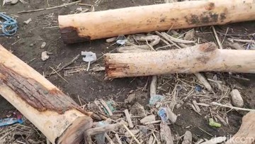 Bikin Petani Masuk Bui Gegara Ambil 2 Kayu Jati, Perhutani Kaji Opsi Damai