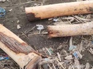 Perhutani soal Gelondongan Kayu di Pantai Tegal: Tak Ada Bekas Tebangan