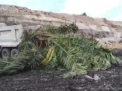 Kebun Sawit Diratakan Tambang, DPRD Bulungan Minta Setop Dulu Cegah Konflik