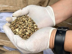 8,8 Ton Kopi Robusta Pagar Alam Diekspor ke Australia