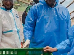 Kucing Selamat dari Longsor Cisarua, Diadopsi Ketua Viking Persib Club