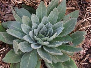 Apa Itu Mullein Leaf? Ini 8 Manfaat dan Cara Mengonsumsinya