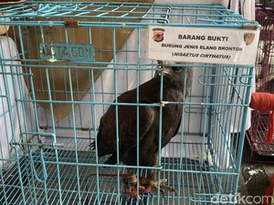 Video: Polisi Amankan 14 Elang Dilindungi dari Seorang Pria Asal Indramayu