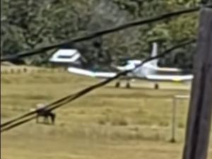 Viral Landasan Bandara Long Layu Masih Tanah, Ada Kerbau Masuk