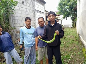Ular Gadung Luwuk Nongkrong di Kebun Warga Tasikmadu Usai Makan Tikus