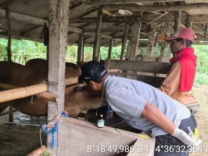 Jembrana Terima 3.940 Dosis Vaksin LSD, Prioritas untuk Daerah Tertular