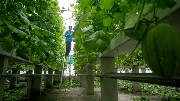 Atap Rumah Sakit Disulap Jadi Greenhouse, Panen Melon Capai Dua Ton