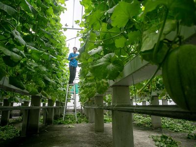 Atap Rumah Sakit Disulap Jadi Greenhouse, Panen Melon Capai Dua Ton