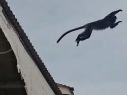 Lutung Jawa Teror Permukiman di Cisaat Sukabumi, Warga Heboh