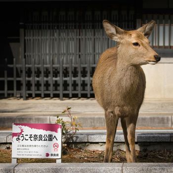 Nara Park menjadi salah satu destinasi yang wajib kamu kunjungi saat berlibur ke Jepang.
