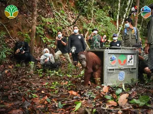 Tiga Orangutan Hampir Punah Dilepaskan di Hutan Kalimatan