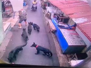 Video Mencekam Kawanan Anjing Peliharaan Serang Bocah di Bandung Kulon
