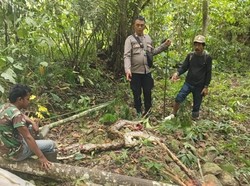 Kronologi Petani di Sigi Tewas Ditelan Ular Piton 5 Meter Saat Berkebun
