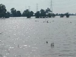 Banjir Rendam Sawah Indramayu, Musim Tanam Terpaksa Mundur