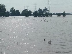 Banjir Rendam Sawah Indramayu, Musim Tanam Terpaksa Mundur