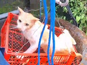 Damkar Selamatkan Kucing Tercebur Sumur 8 Meter di Brajan Klaten