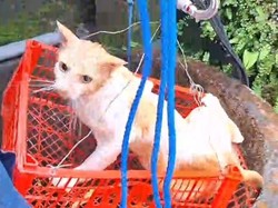 Damkar Selamatkan Kucing Tercebur Sumur 8 Meter di Brajan Klaten