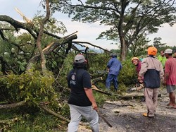 Angin Kencang Terjang Perbatasan Klaten-Sleman, Pohon Tumbang Tutup Jalan
