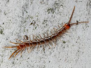 8 Cara Mengusir Kelabang di Kamar dan Penyebab Kemunculannya, Bisa Pakai Garam