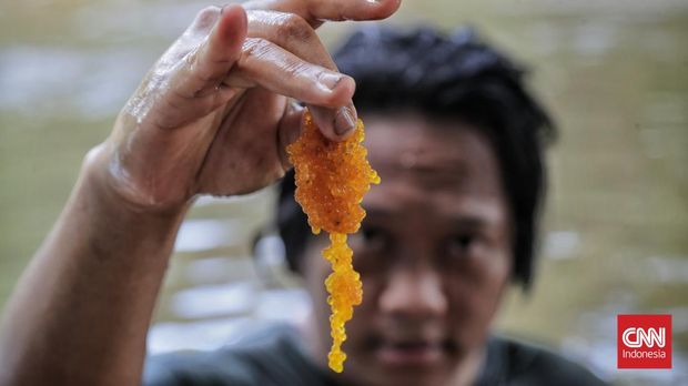 Arief Kamarudin (34), konten kreator lingkungan, menyusuri bantaran Sungai Ciliwung di Lenteng Agung, Jakarta, Sabtu, 31 Januari 2025. Dengan tubuh setengah terendam air, ia mencari ikan sapu-sapu, spesies invasif yang kini mendominasi sungai. (CNN Indonesia/Adhi Wicaksono)