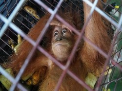 Ekspor Ilegal Ratusan Satwa Dilindungi Digagalkan, Ada Orangutan-Kakatua