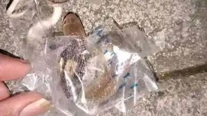 Penampakan Kobra Gigit Remaja Sukoharjo Saat Bongkar Paket Online