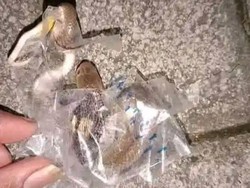 Penampakan Kobra Gigit Remaja Sukoharjo Saat Bongkar Paket Online